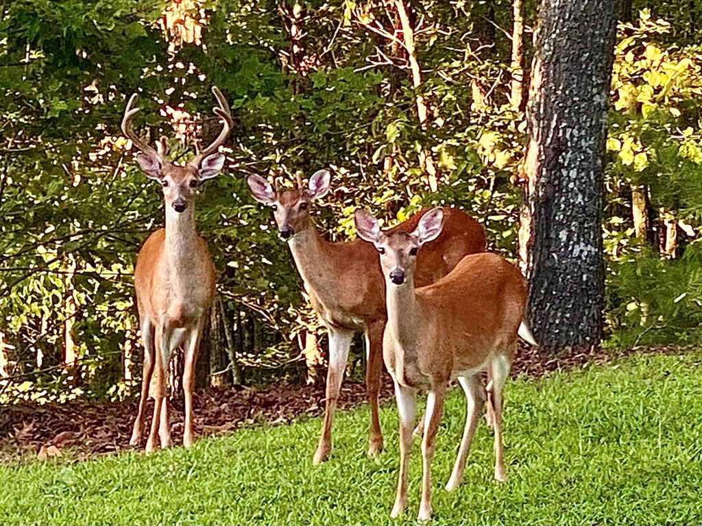 Undisclosed Address Blairsville, GA 30512 - Photo 47 of 52 Your neighbors