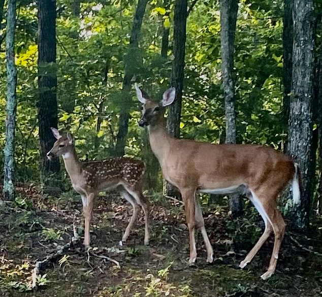 Undisclosed Address Blairsville, GA 30512 - Photo 48 of 52