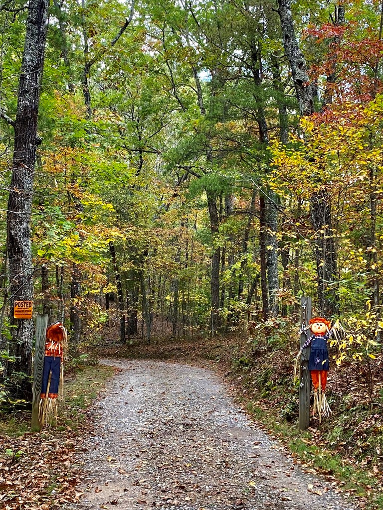 Undisclosed Address Blairsville, GA 30512 - Photo 5 of 52 Gentle driveway with gate