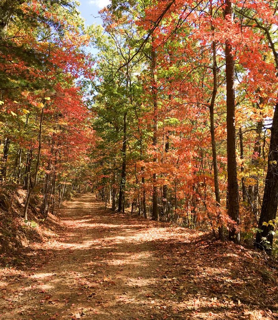 Undisclosed Address Blairsville, GA 30512 - Photo 9 of 52