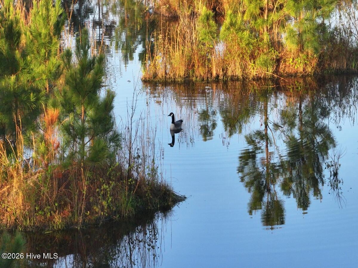 0 Durwood Evans Road Beulaville, NC 28518 - Photo 18 of 68 18. Goose on the pond