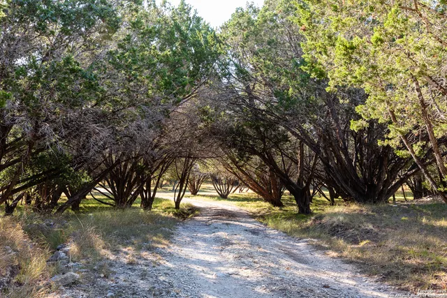 a view of trees and covered with trees