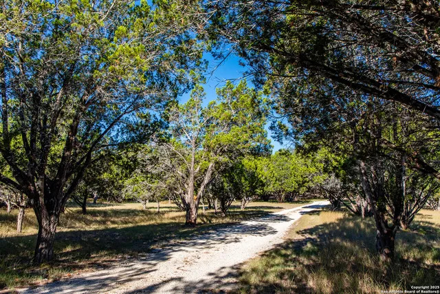 a view of a yard with plants and trees