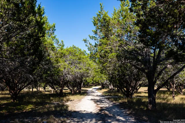 a view of a yard with trees