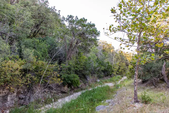 a view of a forest with trees in the background
