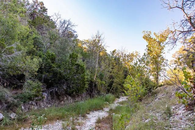 a view of a forest with a tree