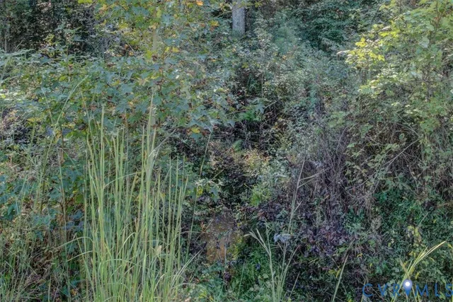a view of a lush green forest