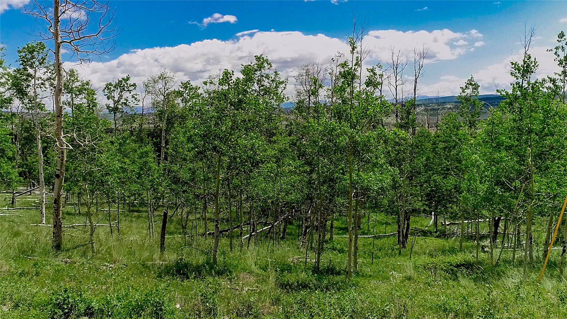 1047 Lumberjack Road Fairplay, CO 80440 - Photo 4 of 27 a view of a garden