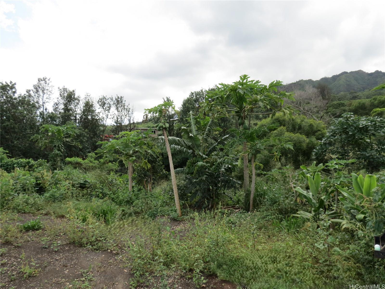 94-1100 Kunia Road, Unit 42F Waipahu, HI 96797 - Photo 13 of 25 a view of a lush green forest with lots of trees
