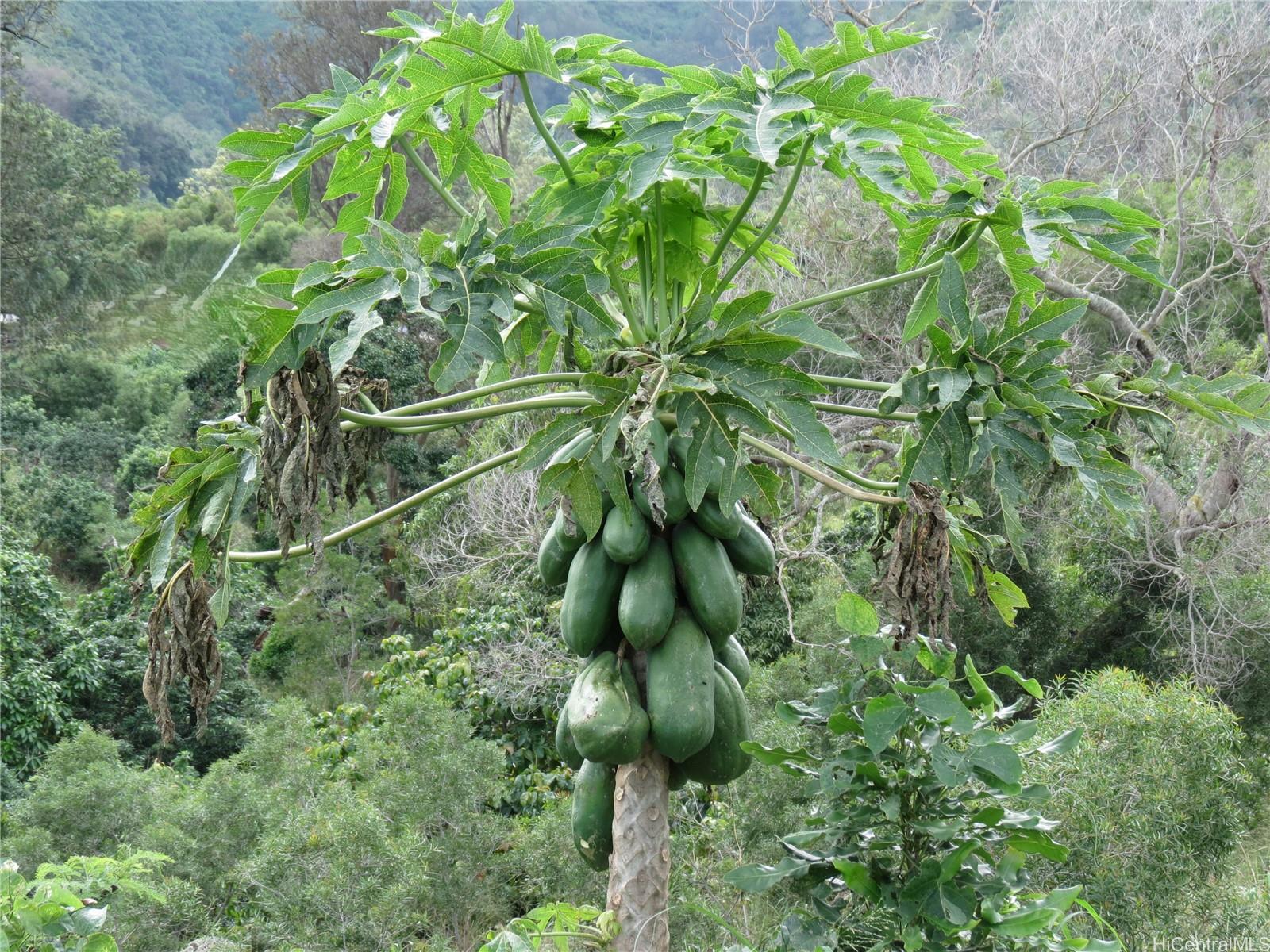 94-1100 Kunia Road, Unit 42F Waipahu, HI 96797 - Photo 17 of 25 a backyard of a building