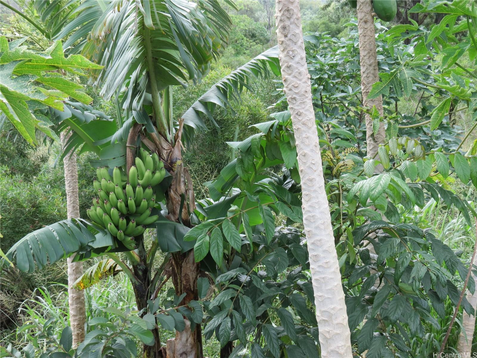 94-1100 Kunia Road, Unit 42F Waipahu, HI 96797 - Photo 18 of 25 a plant with lots of trees