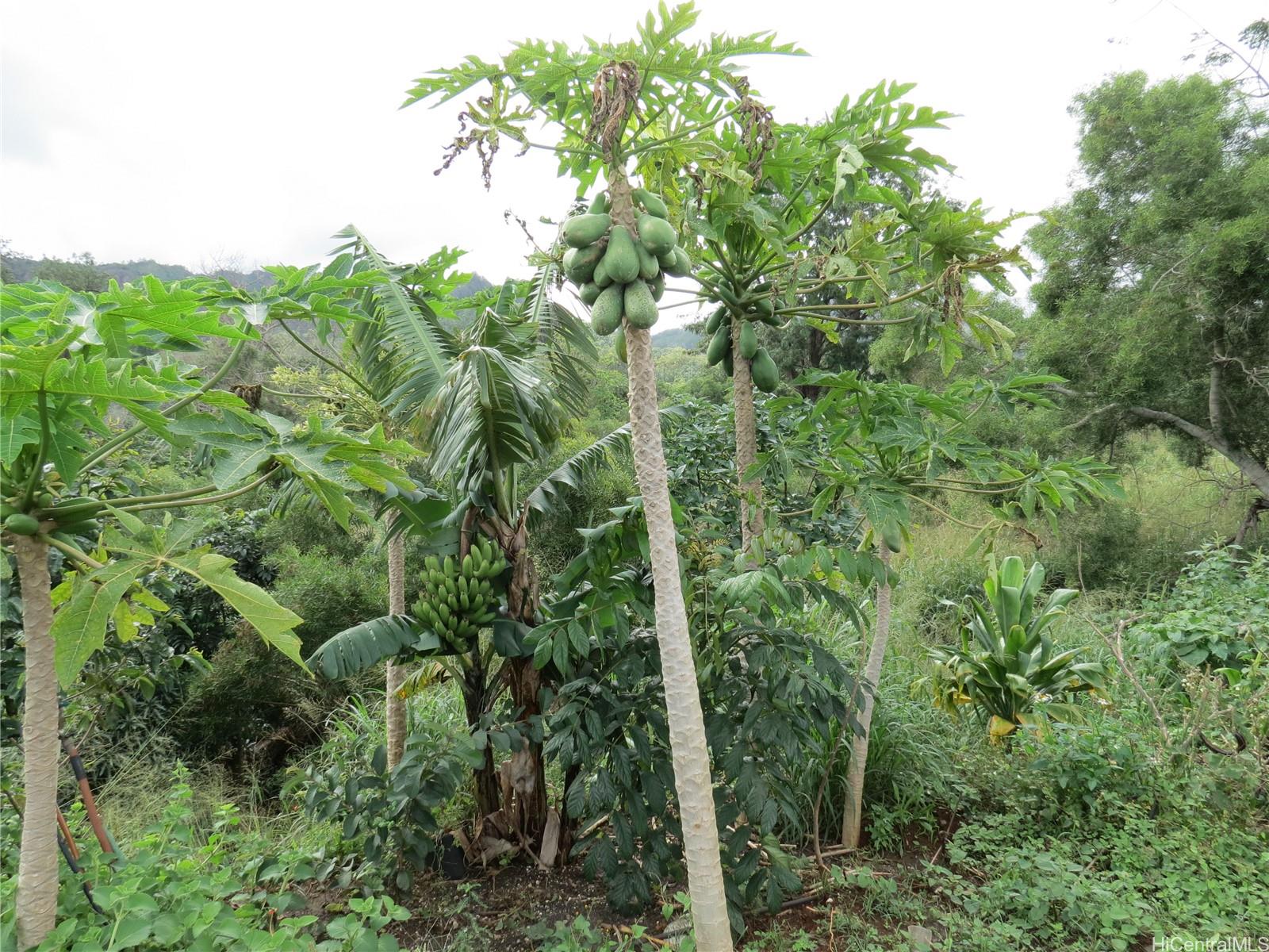 94-1100 Kunia Road, Unit 42F Waipahu, HI 96797 - Photo 19 of 25 a view of a forest with a tree