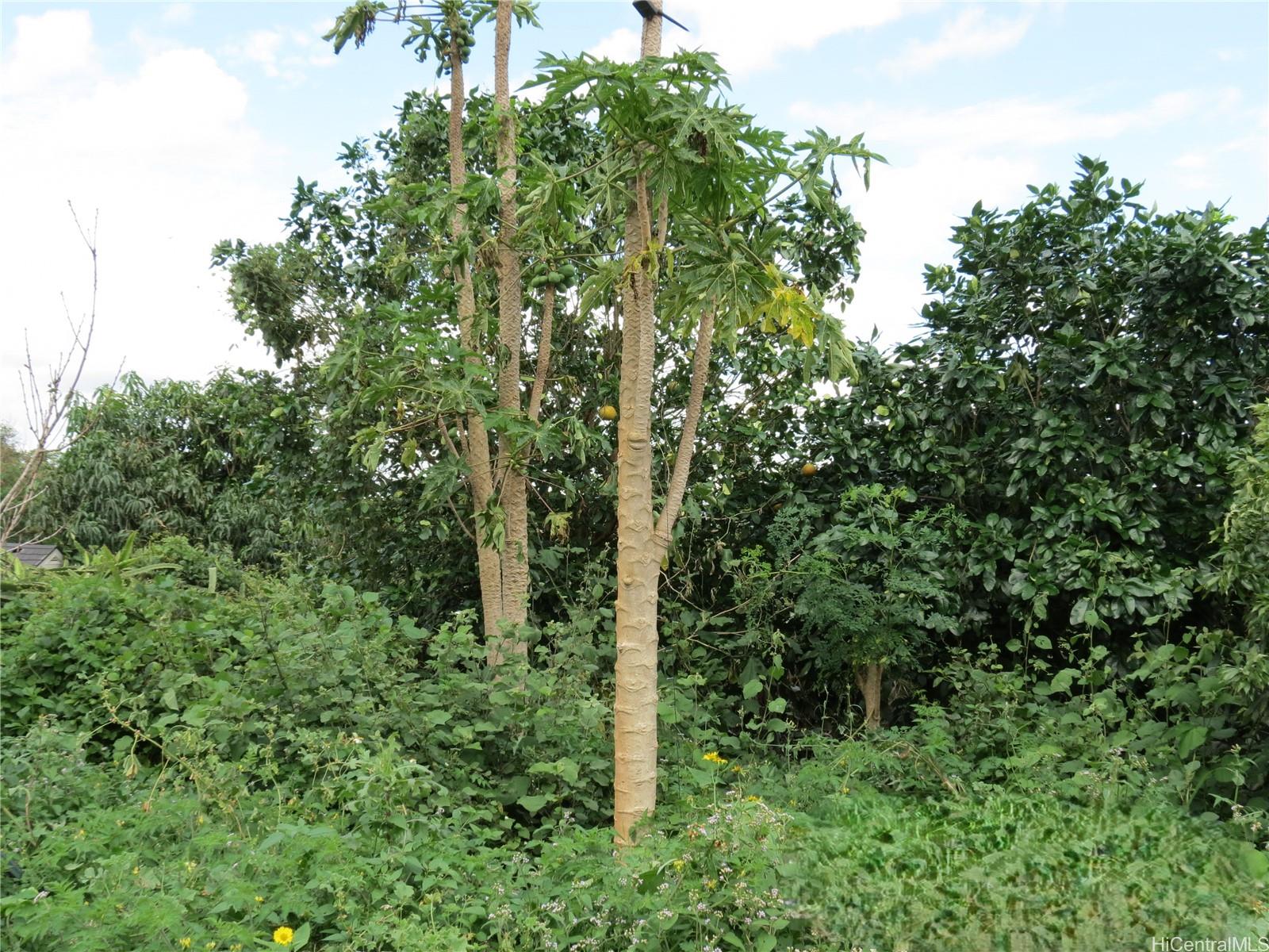 94-1100 Kunia Road, Unit 42F Waipahu, HI 96797 - Photo 20 of 25 an outdoor view of green landscape with trees