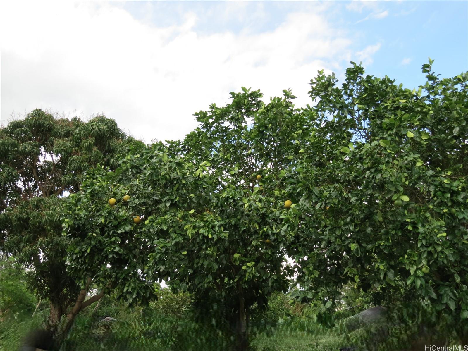 94-1100 Kunia Road, Unit 42F Waipahu, HI 96797 - Photo 21 of 25 a view of a tree