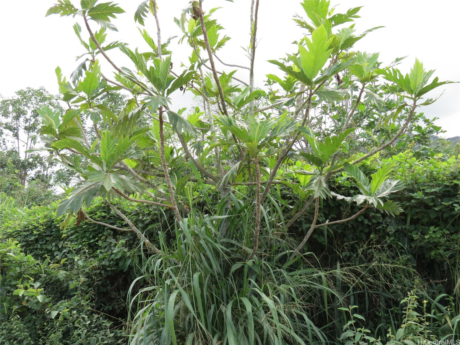 94-1100 Kunia Road, Unit 42F Waipahu, HI 96797 - Photo 22 of 25 a backyard of a house