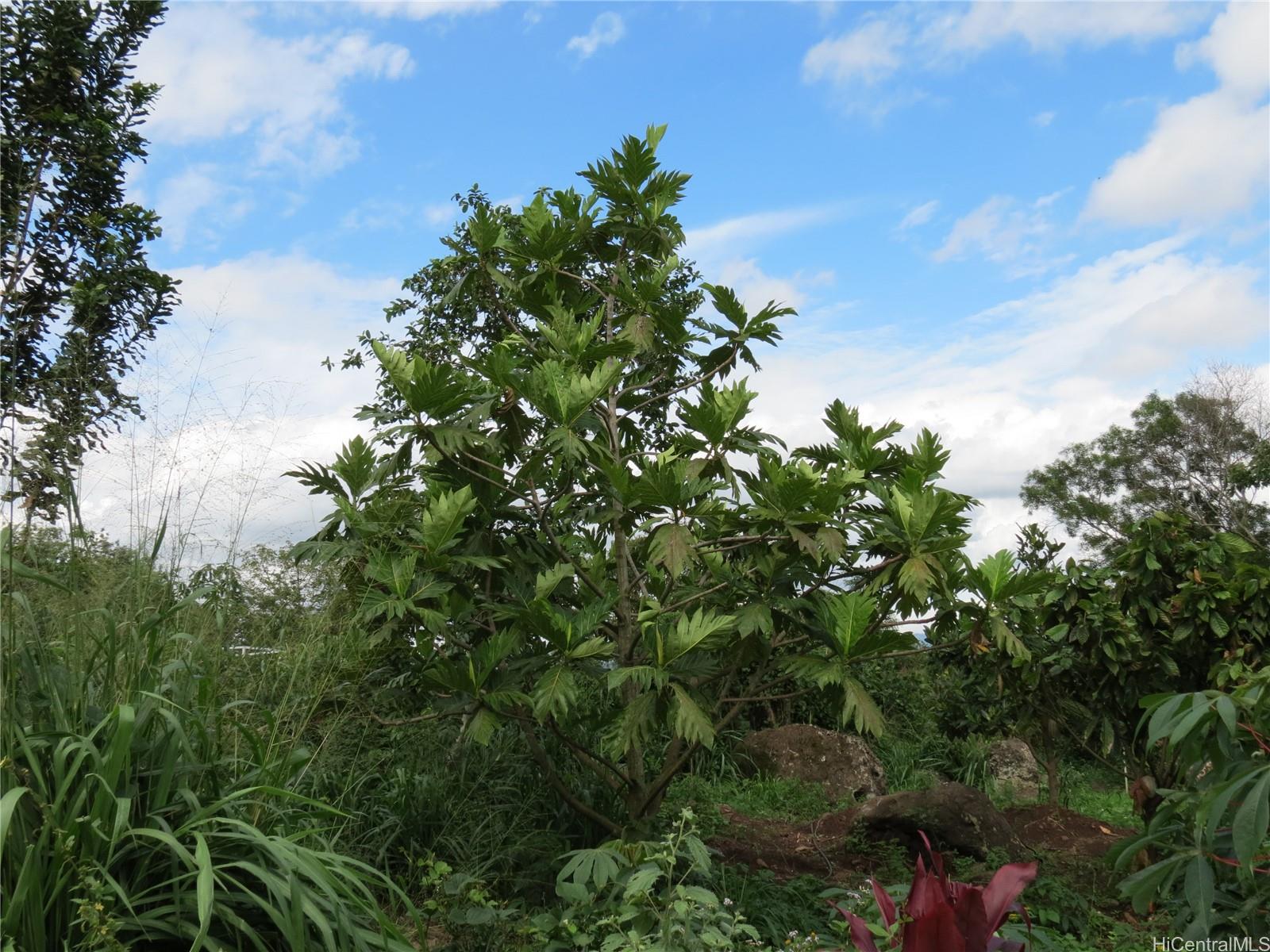 94-1100 Kunia Road, Unit 42F Waipahu, HI 96797 - Photo 23 of 25 a backyard of a house with lots of green space