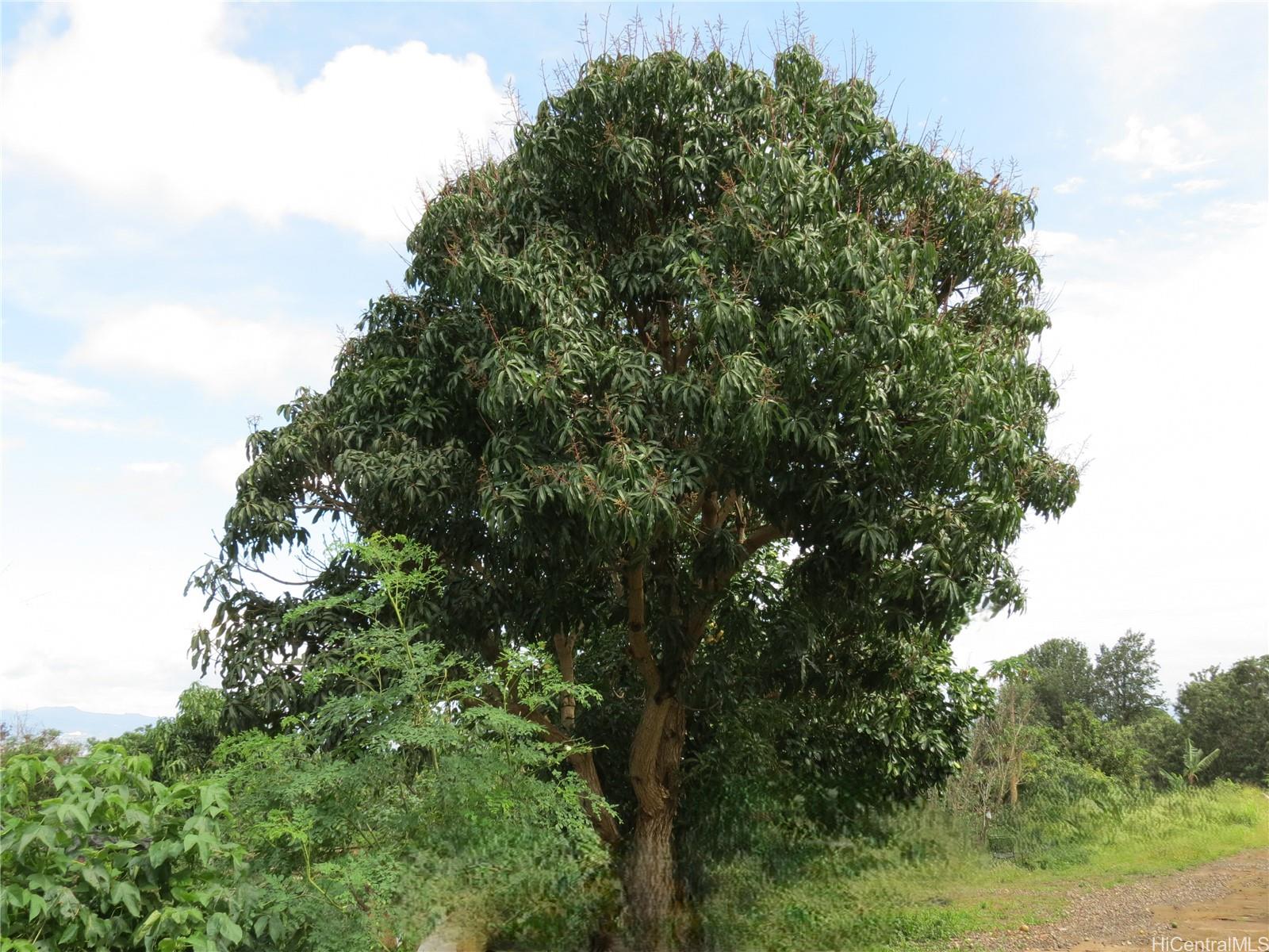 94-1100 Kunia Road, Unit 42F Waipahu, HI 96797 - Photo 24 of 25 a view of a lush green forest with lawn chairs