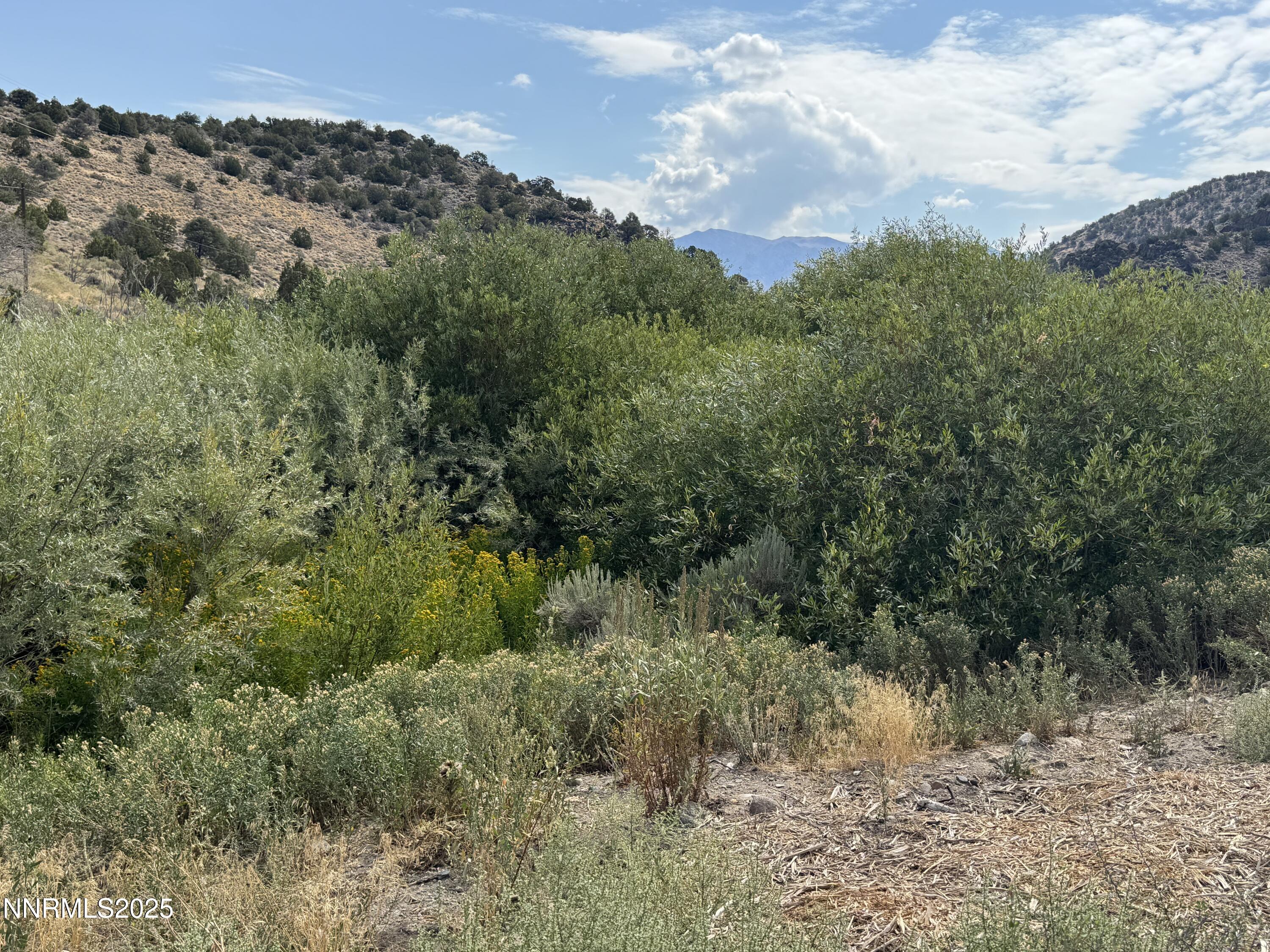 Tbd Old Ranch Road, Unit 1 Gardnerville, NV 89410 - Photo 2 of 8 a view of a bunch of trees and bushes
