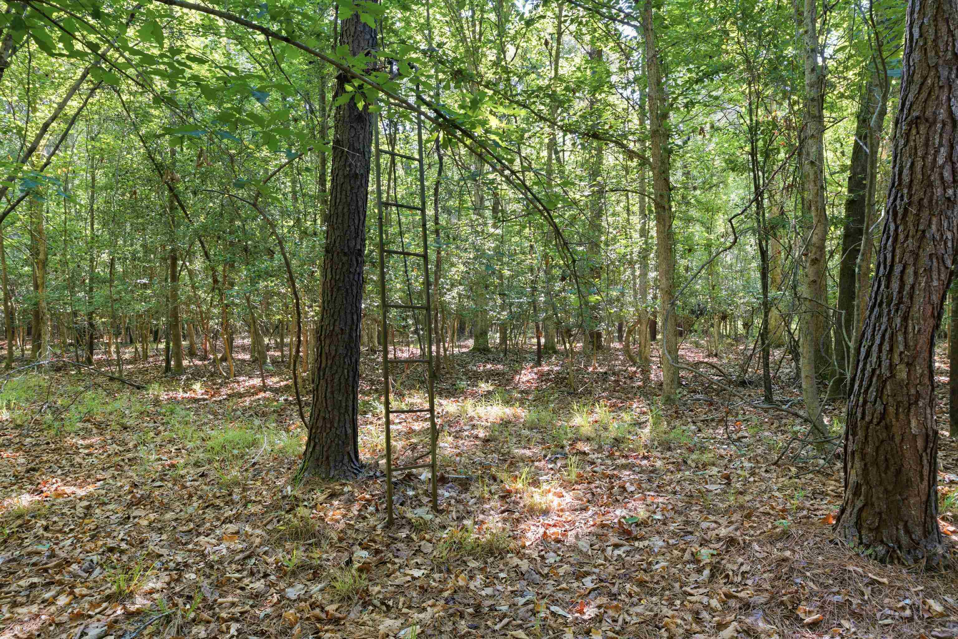 9475 Lake Swamp Road Nichols, SC 29581 - Photo 13 of 36