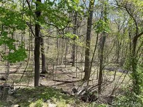 a view of outdoor space with large trees