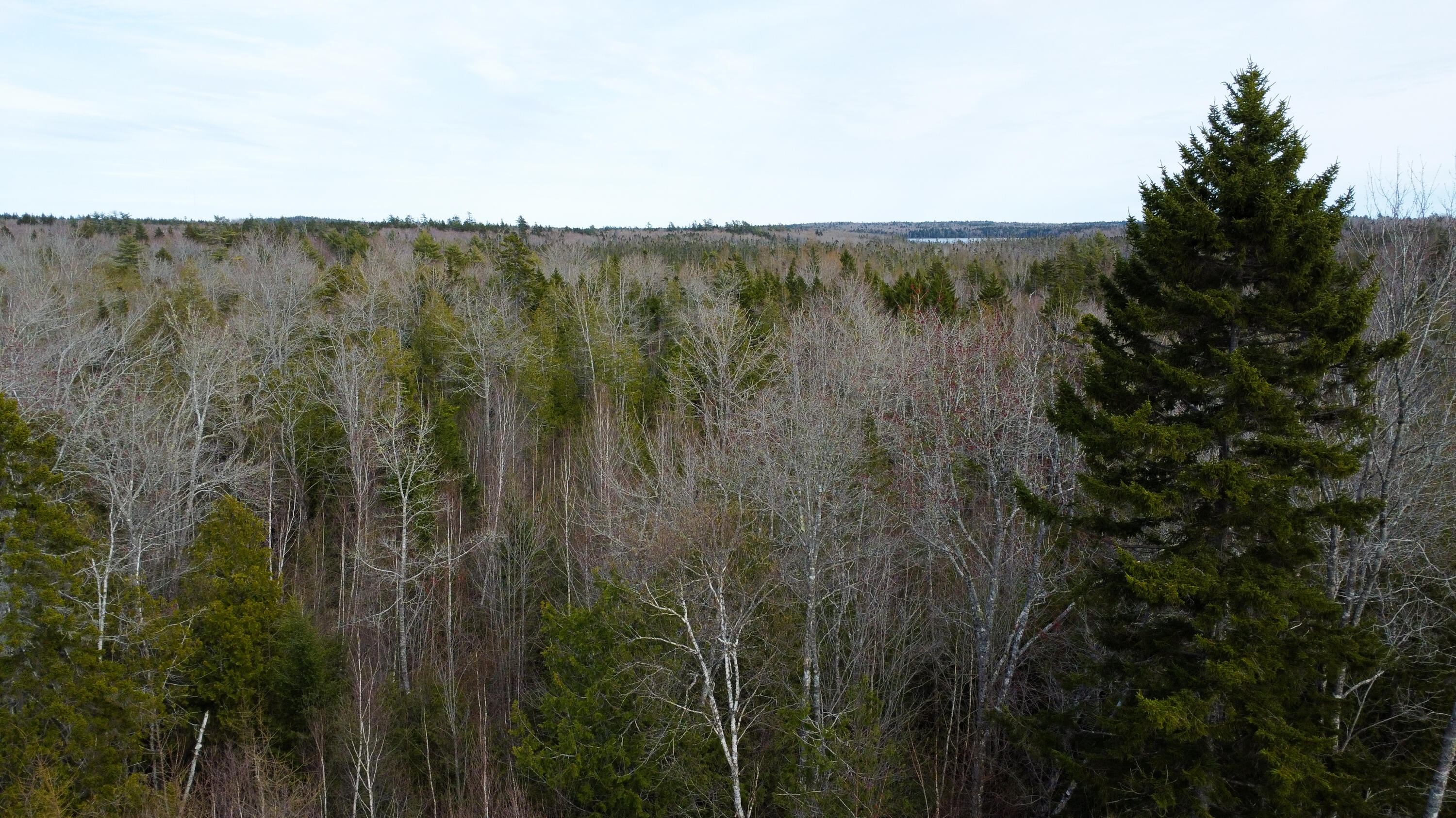 M13-l4 Pond Road Gouldsboro, ME 04607 - Photo 7 of 13 Mid level trees