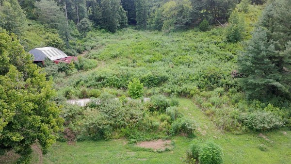 440 Big Spring Hollow Road Pulaski, TN 38478 - Photo 7 of 10 a view of a lush green forest with lawn chairs and a large tree