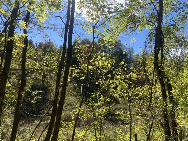 440 Big Spring Hollow Road Pulaski, TN 38478 - Photo 10 of 10 a picture of trees