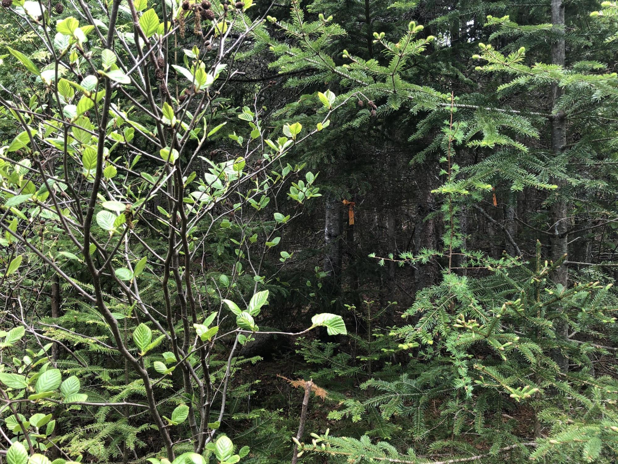 51 Lincoln Cove Road Perry, ME 04667 - Photo 21 of 33 IMG_5768