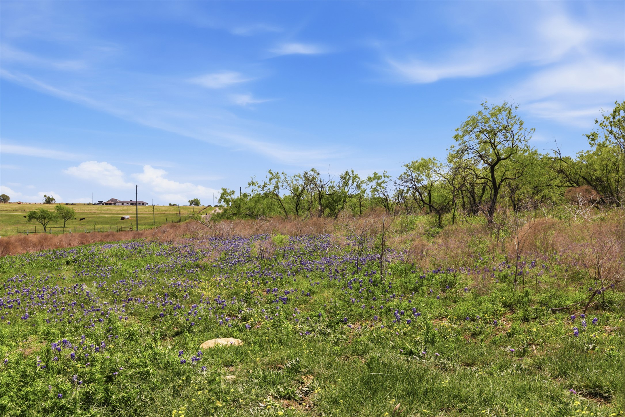 6947 Moody Road Moody, TX 76557 - Photo 10 of 24 Wildflowers bloom across a rolling green meadow bordered by mature trees under a blue sky.