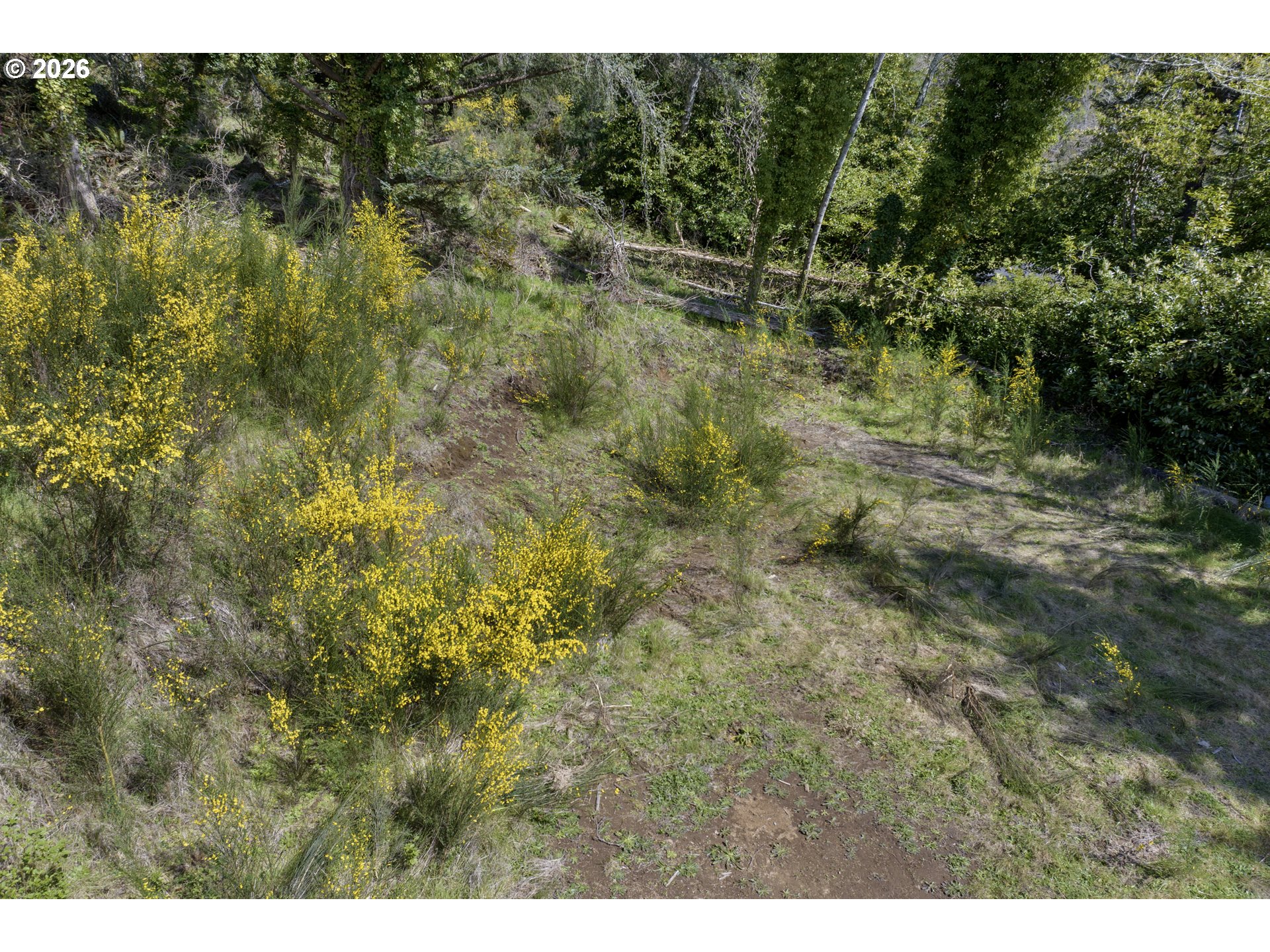 5285 Herman Cape Road Florence, OR 97439 - Photo 8 of 13 a view of outdoor space and trees