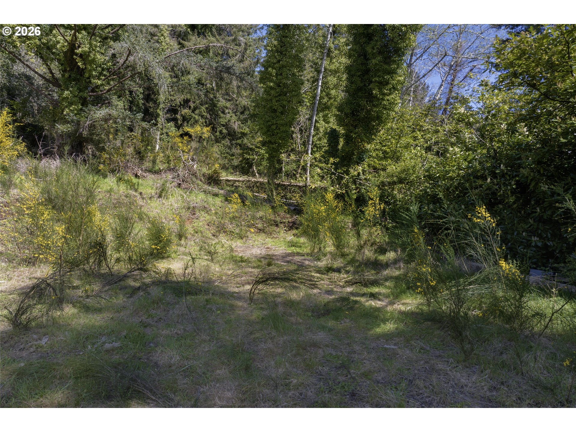 5285 Herman Cape Road Florence, OR 97439 - Photo 9 of 13 a view of a bunch of trees and bushes