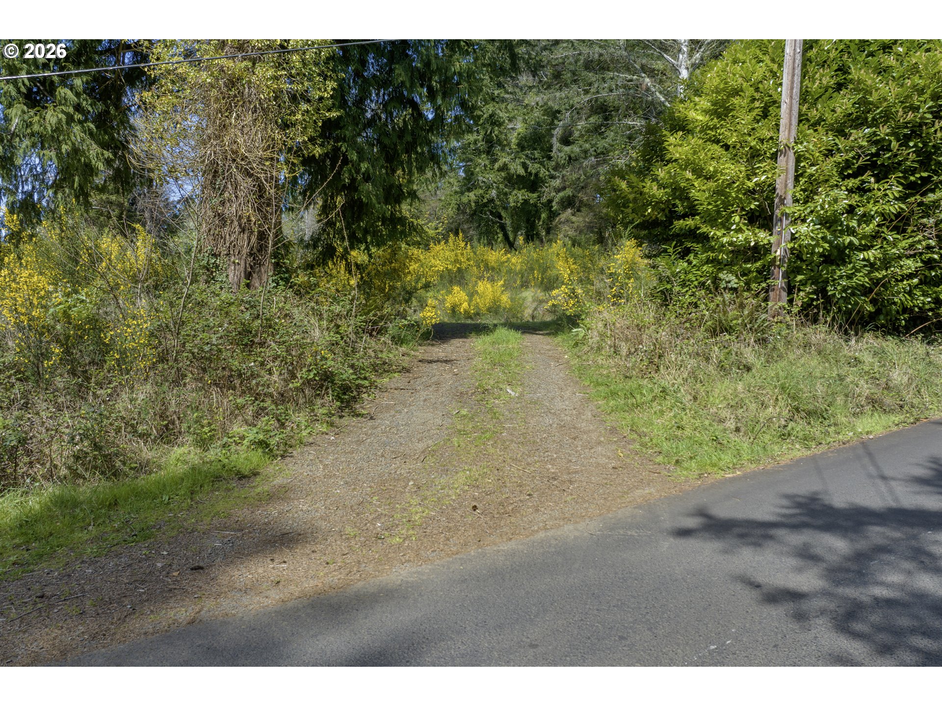 5285 Herman Cape Road Florence, OR 97439 - Photo 10 of 13 a view of a yard with a tree