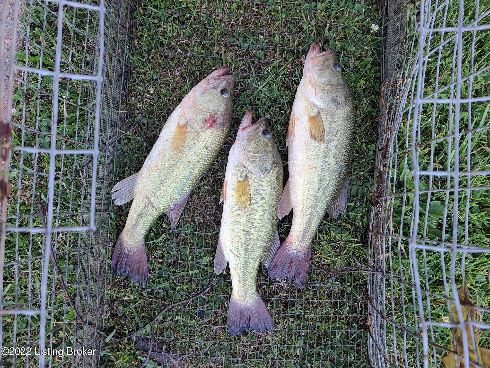 4325 Pea Ridge Road Waddy, KY 40076 - Photo 61 of 70 fish