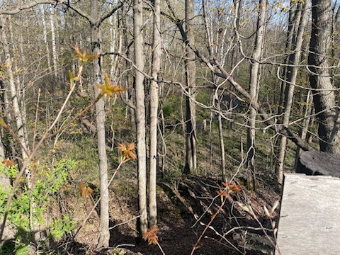 0 Mill Street Dundee, NY 14837 - Photo 11 of 16