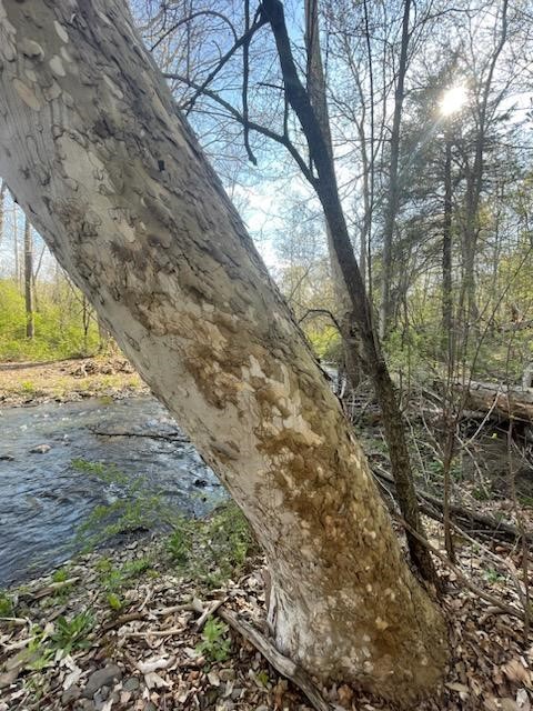 0 Mill Street Dundee, NY 14837 - Photo 7 of 16