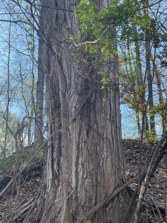 0 Mill Street Dundee, NY 14837 - Photo 9 of 16