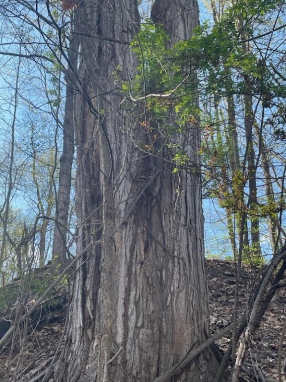 0 Mill Street Dundee, NY 14837 - Photo 10 of 16