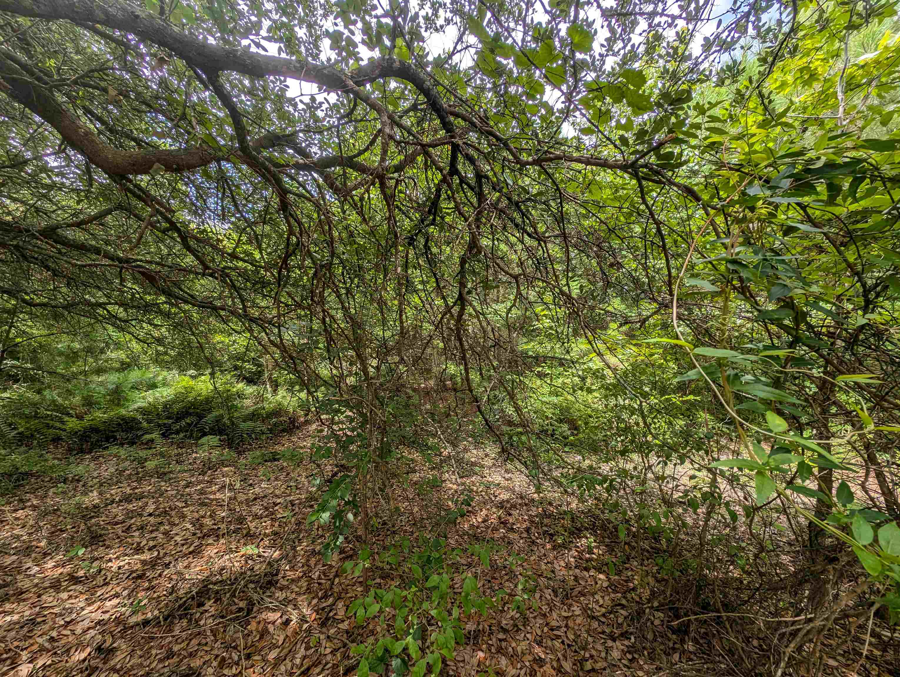 2362 Sandpiper Road Corolla, NC 27927 - Photo 10 of 13
