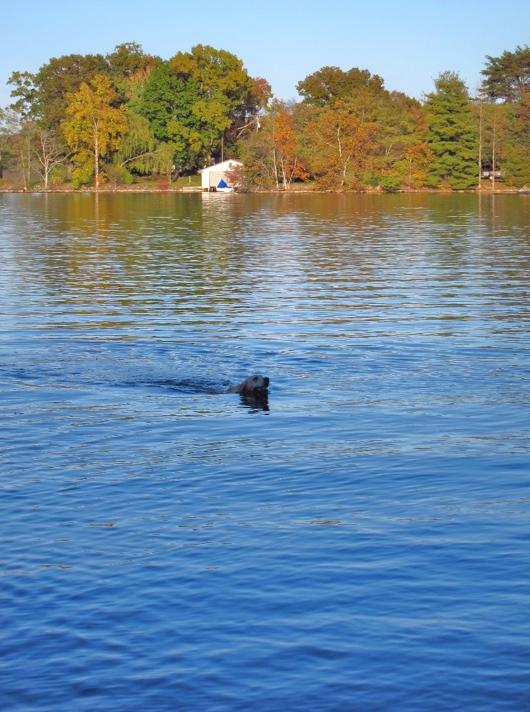 2011 Merriman Way Road Moneta, VA 24121 - Photo 14 of 48 Everyone Loves the Water