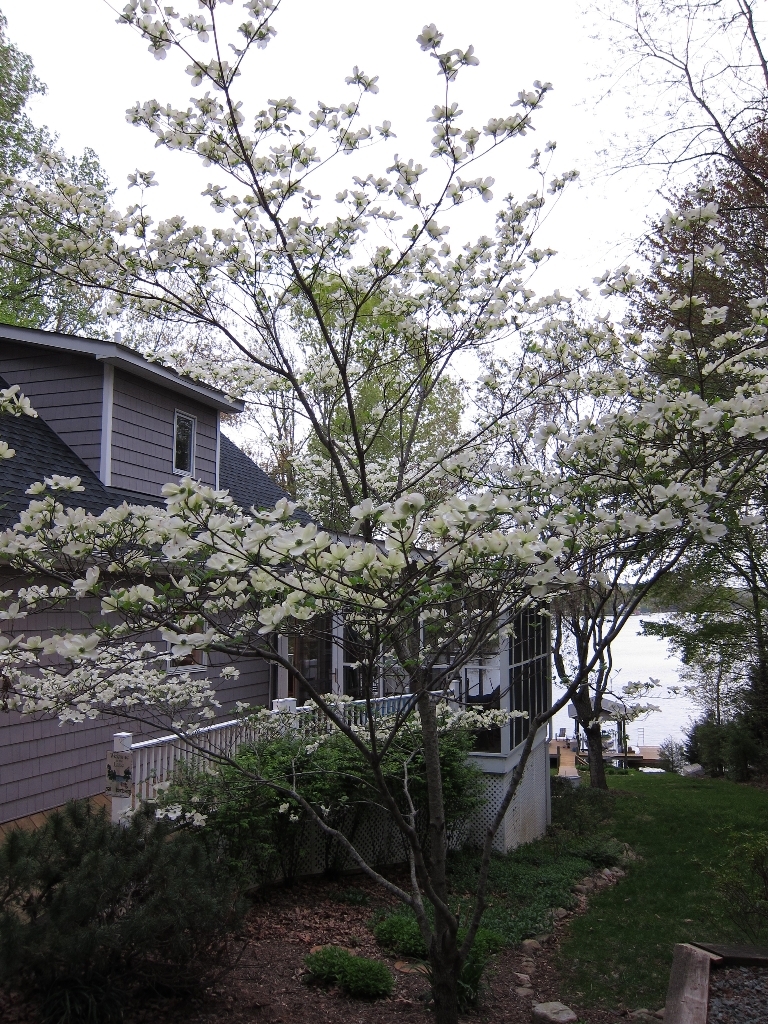 2011 Merriman Way Road Moneta, VA 24121 - Photo 4 of 48 Spring Flowering Tree Bacfk Yard