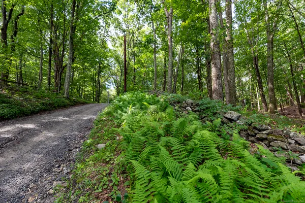 a view of a lush green forest