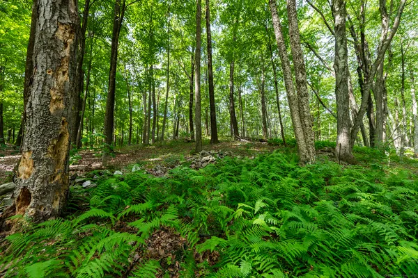 a view of outdoor space and green space