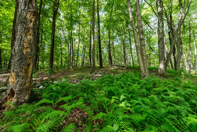 a view of outdoor space and green space
