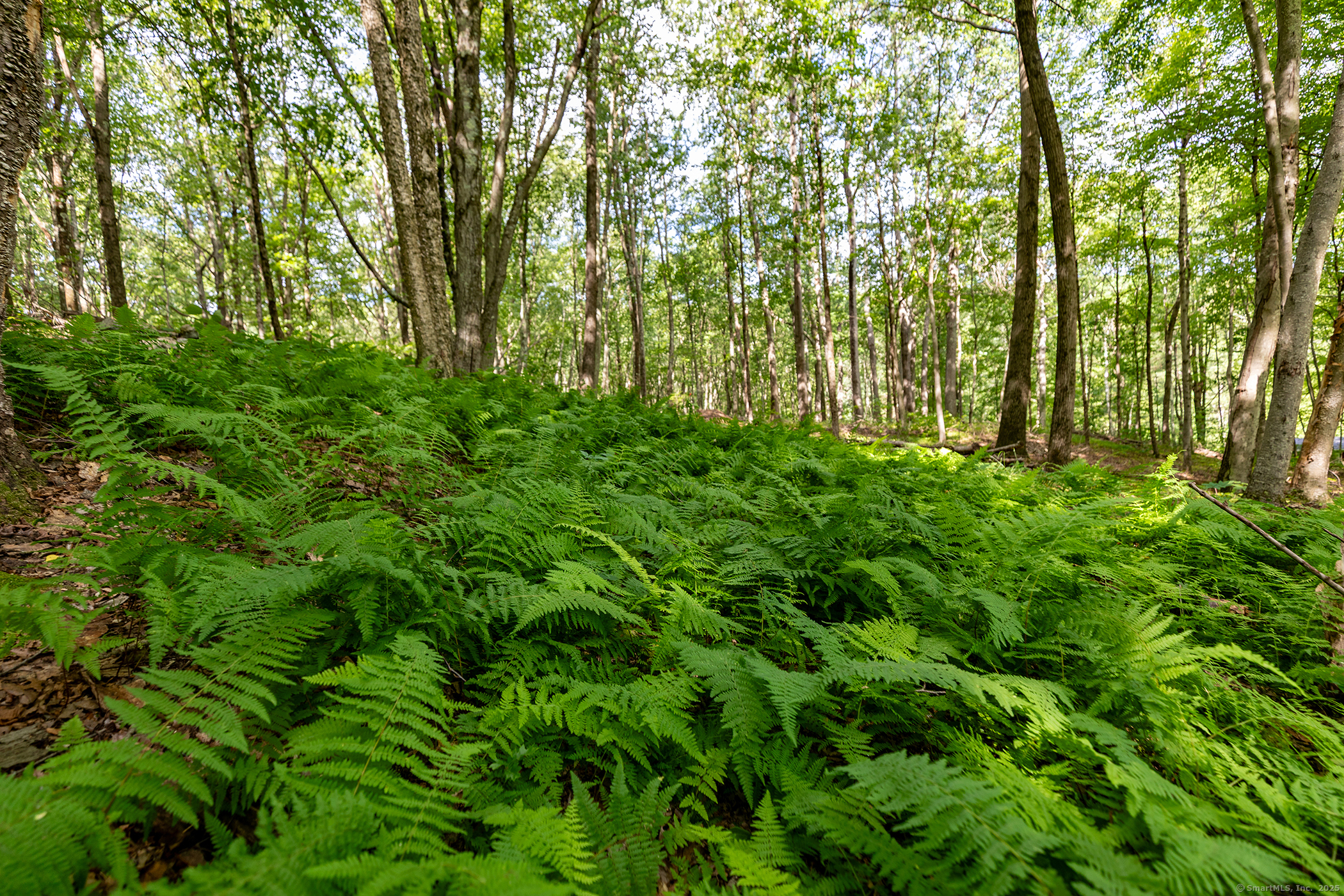 31 Holmes Road Roxbury, CT 06783 - Photo 4 of 10 a view of a garden