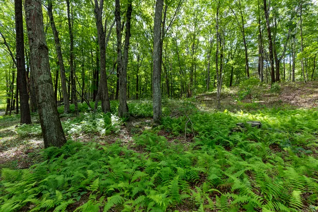 a view of outdoor space and green space