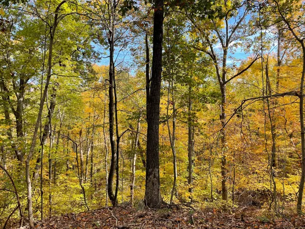 a view of a lush green forest