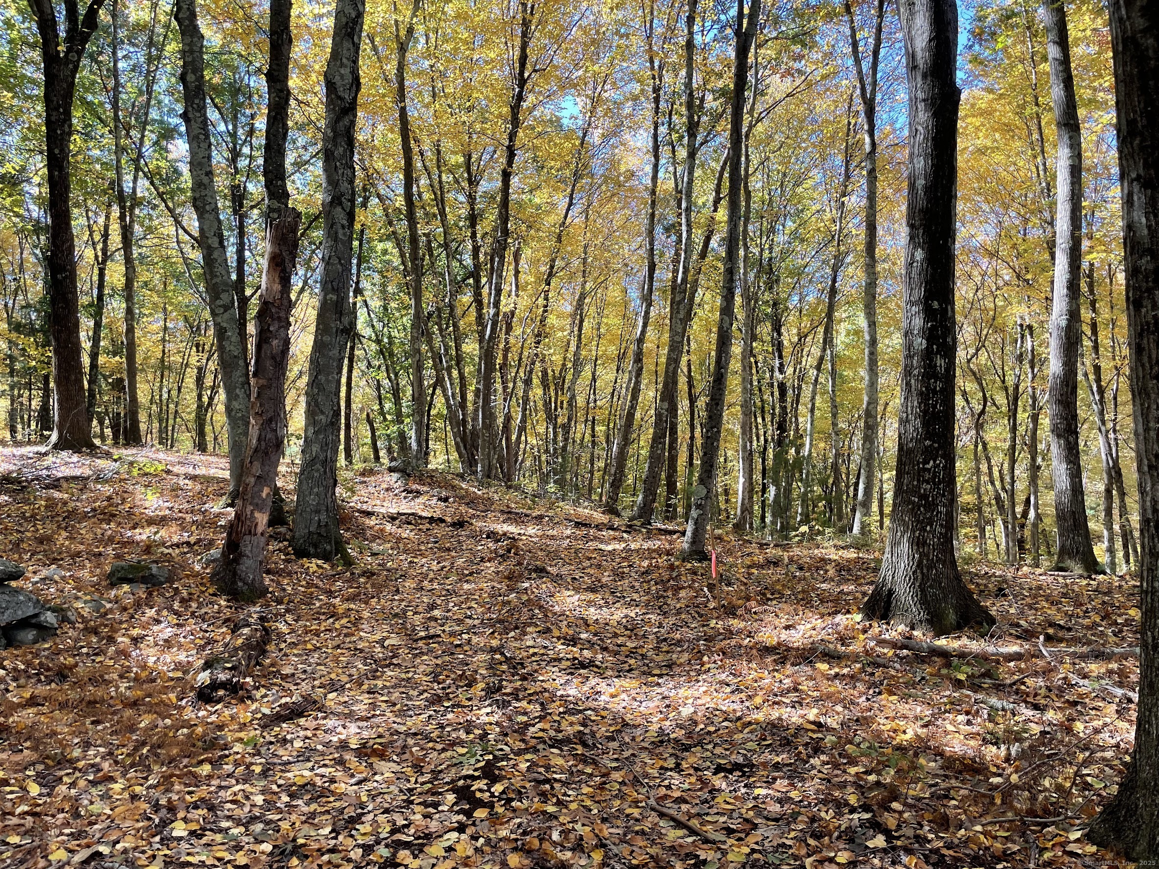 31 Holmes Road Roxbury, CT 06783 - Photo 9 of 10 a view of outdoor space with trees