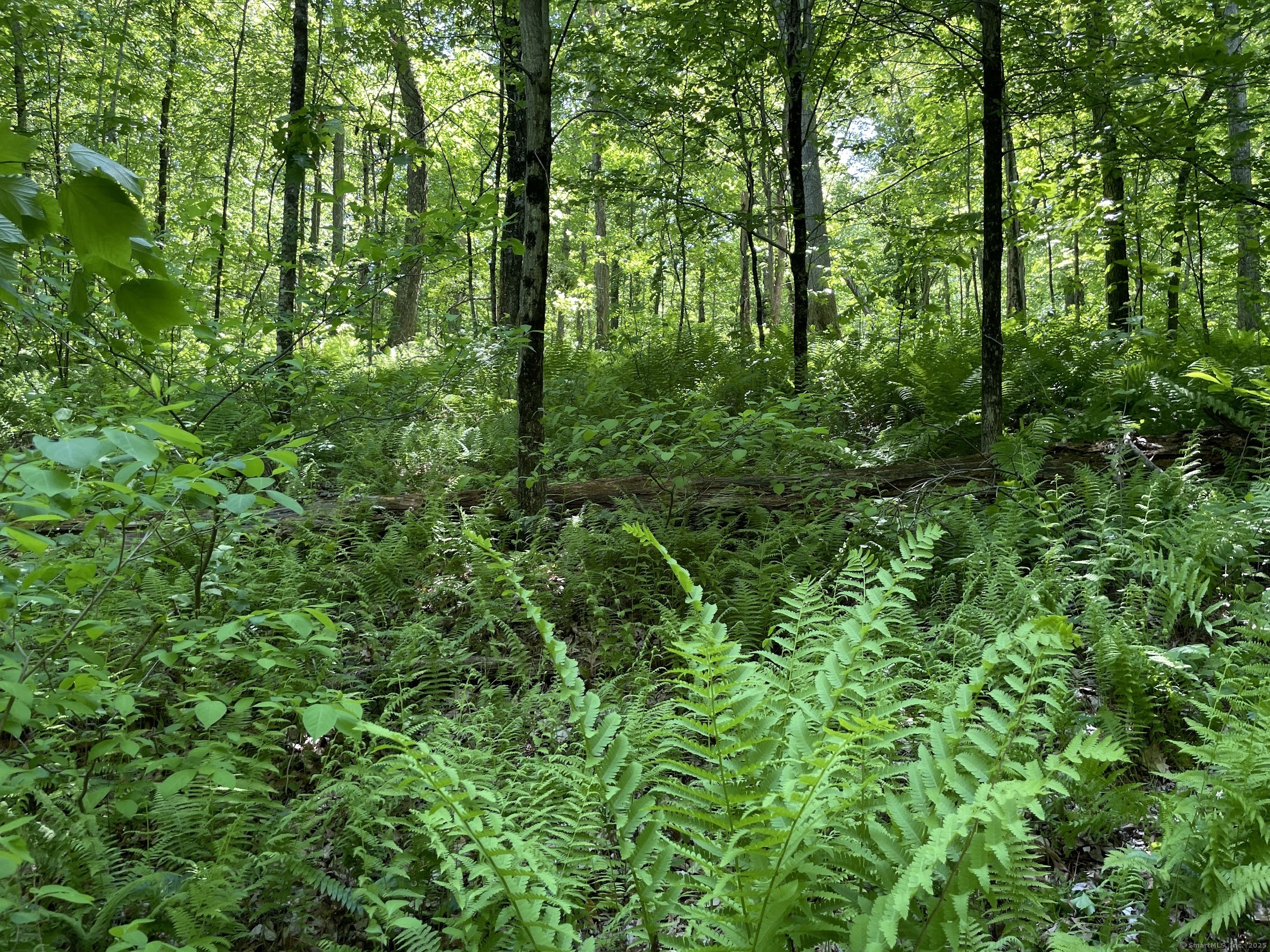 31 Holmes Road Roxbury, CT 06783 - Photo 10 of 10 a view of a lush green forest