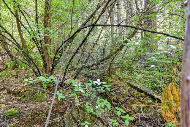 $990,000 | 6960 Blackhawk Lane, Foresthill, CA 95631