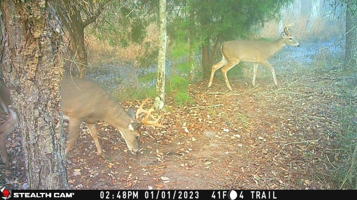 239 Aubie Road Samson, AL 36477 - Photo 21 of 50 Gallery Image 21